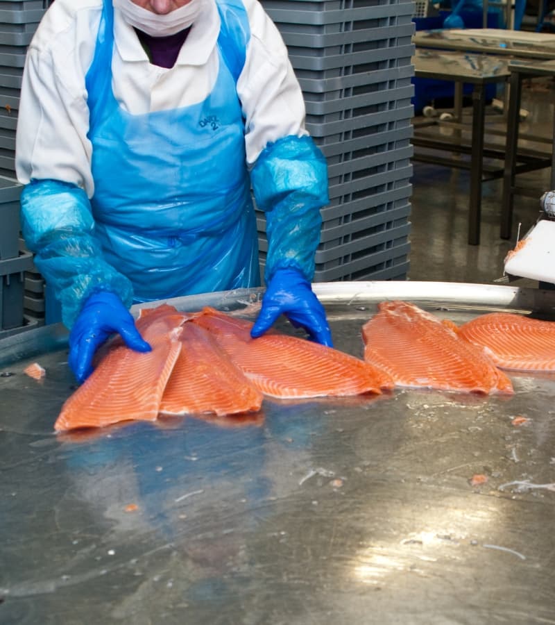 Zivju fabrikas darbinieks Norvēģijas pārstrādes līnijā